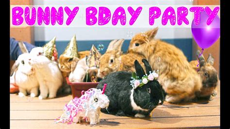Rabbit Party 1xbet